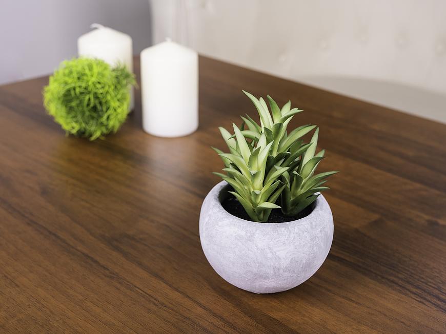 Sukulent MagicHome SA3787, 14 cm, repnk- cement